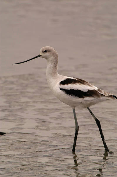 avocet_0034.jpg (36 kb) 
