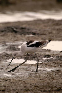 avocet_0021.jpg (24 kb) - Click to View Larger Photo