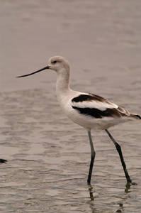 avocet_0034.jpg (19 kb) - Click to View Larger Photo