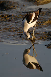 avocet_0082.jpg (31 kb) - Click to View Larger Photo
