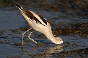 avocet_0102.jpg (32 kb) - Click to View Larger Photo