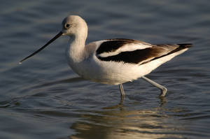 avocet_0107.jpg (28 kb) - Click to View Larger Photo