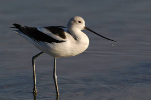 avocet_0110.jpg (21 kb) - Click to View Larger Photo