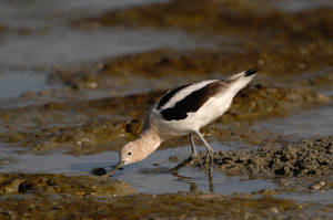 avocet_0116.jpg (32 kb) - Click to View Larger Photo