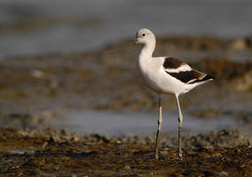 avocet_0118.jpg (26 kb) - Click to View Larger Photo