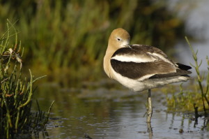 avocet_0162.jpg (24 kb) - Click to View Larger Photo