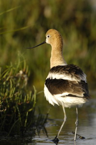 avocet_0167.jpg (23 kb) - Click to View Larger Photo