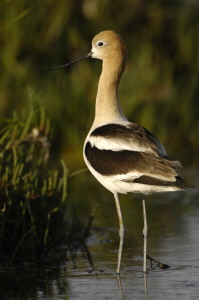avocet_0168.jpg (21 kb) - Click to View Larger Photo
