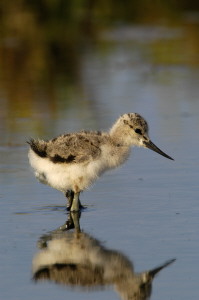 bbavocet_0002.jpg (17 kb) - Click to View Larger Photo