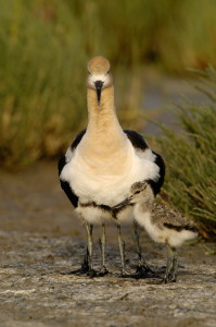 bbavocet_0025.jpg (23 kb) - Click to View Larger Photo