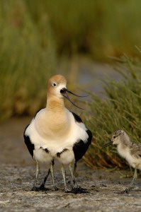 bbavocet_0028.jpg (22 kb) - Click to View Larger Photo