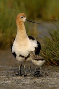 bbavocet_0038.jpg (22 kb) - Click to View Larger Photo