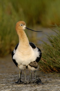 bbavocet_0045.jpg (22 kb) - Click to View Larger Photo