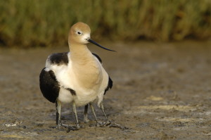 bbavocet_0071.jpg (20 kb) - Click to View Larger Photo