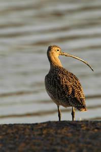 lbcurlew_0002.jpg (27 kb) - Click to View Larger Photo