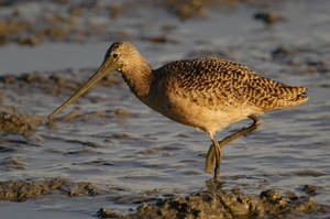 mgodwit_0003.jpg (36 kb) - Click to View Larger Photo