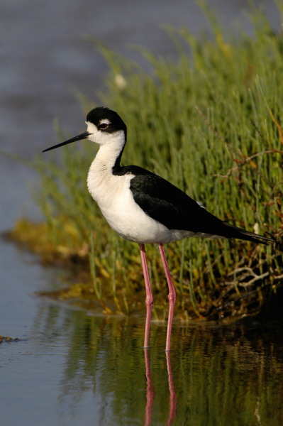 stilt_0051.jpg (62 kb) 